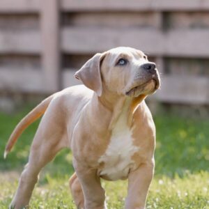 Indigo American Bully Indigo American Bully