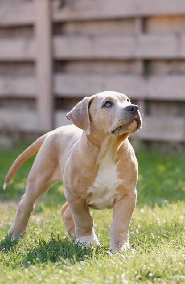 Indigo American Bully Indigo American Bully