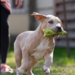 Indigo-male-Bully-puppy-for-sale- (3)
