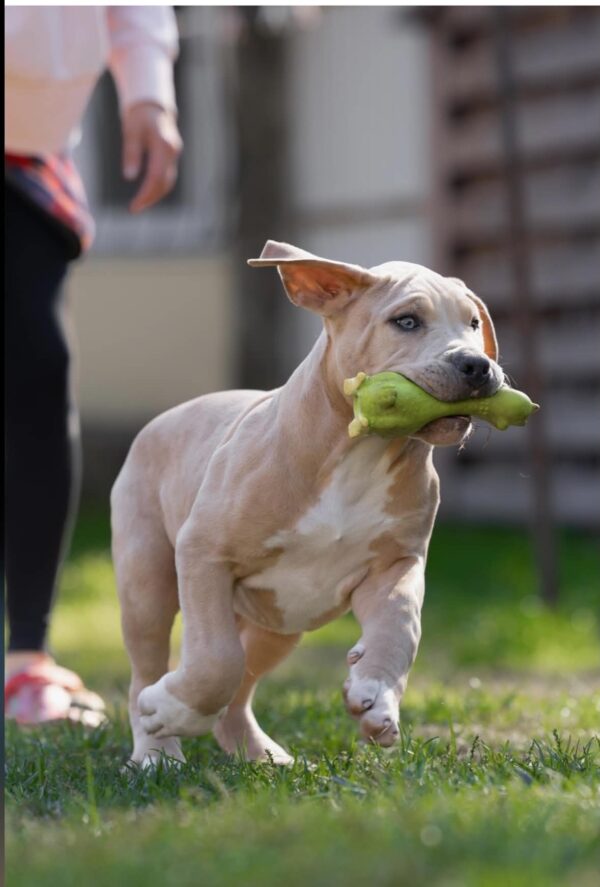 Indigo American Bully Indigo American Bully