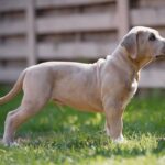Indigo-male-Bully-puppy-for-sale- (4)