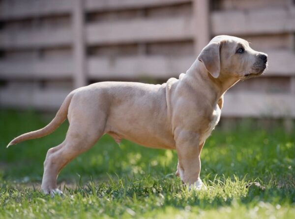Indigo American Bully Indigo American Bully