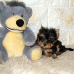 Indra-female-yorkshire-terrier-puppy-for-sale-1 (1)