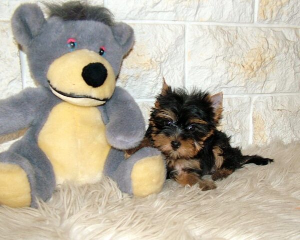 Indra Yorkshire Terrier Indra Yorkshire Terrier