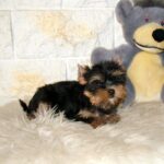 Indra-female-yorkshire-terrier-puppy-for-sale-1 (2)