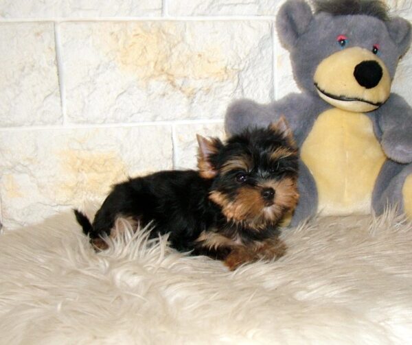 Indra Yorkshire Terrier Indra Yorkshire Terrier