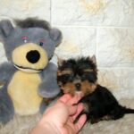 Indra-female-yorkshire-terrier-puppy-for-sale-1 (3)