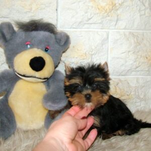 Indra Yorkshire Terrier Indra Yorkshire Terrier