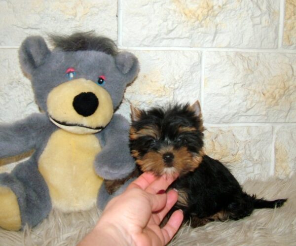 Indra Yorkshire Terrier Indra Yorkshire Terrier