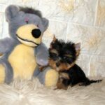 Indra-female-yorkshire-terrier-puppy-for-sale-1 (4)