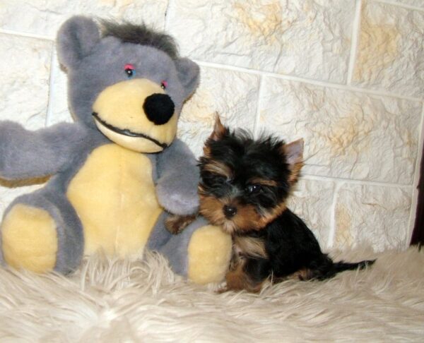 Indra Yorkshire Terrier Indra Yorkshire Terrier