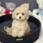 Inessa-female-maltipoo-puppy-for-sale-1 (1)
