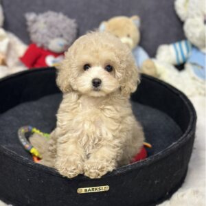 Inessa Maltipoo Inessa Maltipoo