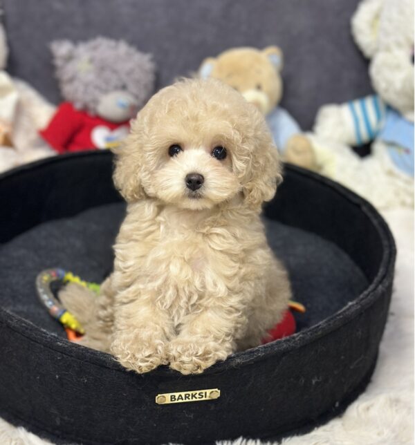 Inessa Maltipoo Inessa Maltipoo