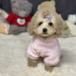 Inessa-female-maltipoo-puppy-for-sale-1 (2)