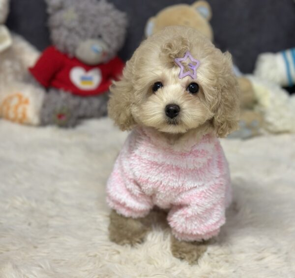 Inessa Maltipoo Inessa Maltipoo