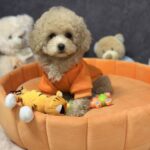 Inessa-female-maltipoo-puppy-for-sale-1 (3)