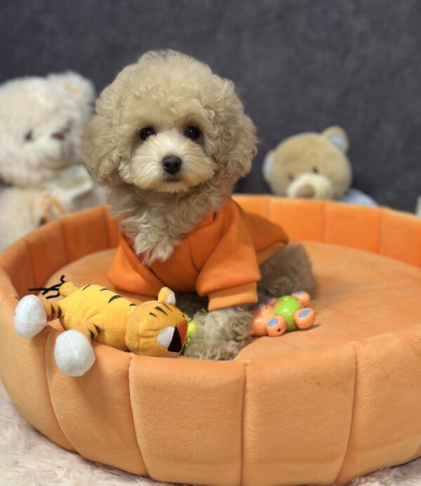 Inessa Maltipoo Inessa Maltipoo