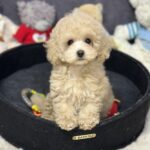 Inessa-female-maltipoo-puppy-for-sale-1 (4)