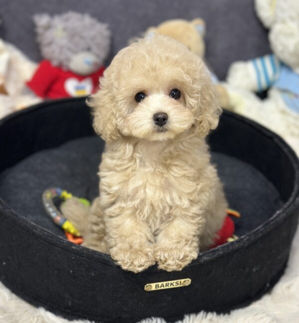 Inessa Maltipoo Inessa Maltipoo