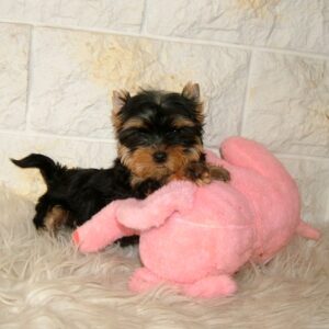 Inessa Yorkshire Terrier Inessa Yorkshire Terrier