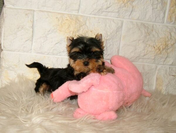 Inessa Yorkshire Terrier Inessa Yorkshire Terrier