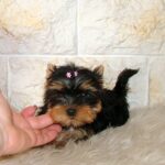 Inessa-female-yorkshire-terrier-puppy-for-sale-1 (2)