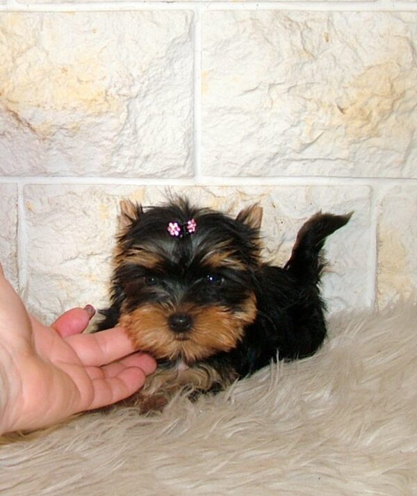 Inessa Yorkshire Terrier Inessa Yorkshire Terrier