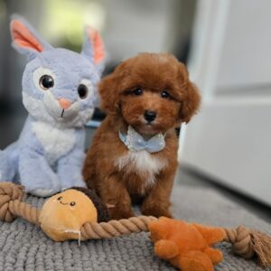 Inter Miniature Poodle Inter Miniature Poodle