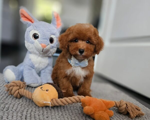 Inter Miniature Poodle Inter Miniature Poodle