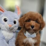 Inter-female-miniature-poodle-puppy-for-sale-1 (2)