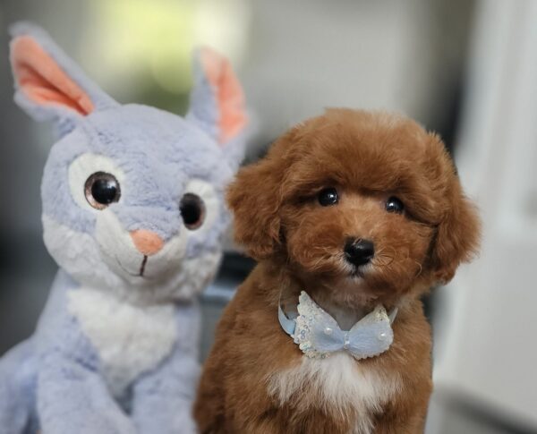 Inter Miniature Poodle Inter Miniature Poodle