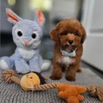 Inter-female-miniature-poodle-puppy-for-sale-1 (3)