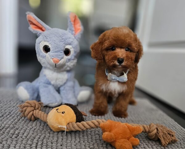 Inter Miniature Poodle Inter Miniature Poodle