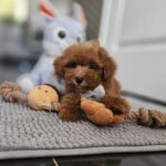 Inter-female-miniature-poodle-puppy-for-sale-1 (4)