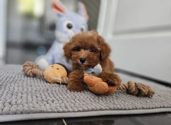 Inter Miniature Poodle Inter Miniature Poodle