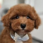 Inter-female-miniature-poodle-puppy-for-sale-1 (5)