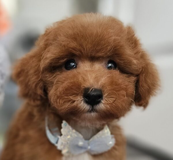 Inter Miniature Poodle Inter Miniature Poodle