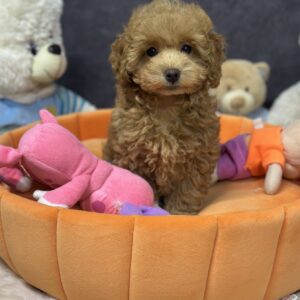 Iolissa Maltipoo Iolissa Maltipoo
