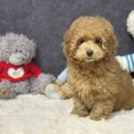 Iolissa-female-maltipoo-puppy-for-sale-1 (3)