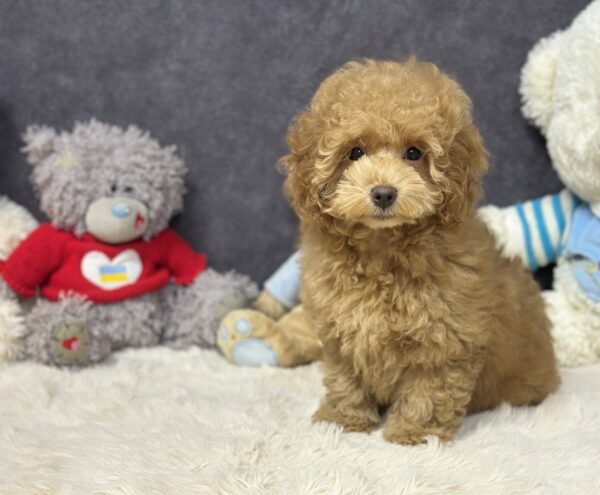 Iolissa Maltipoo Iolissa Maltipoo