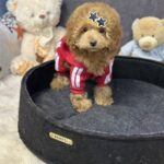 Iolissa-female-maltipoo-puppy-for-sale-1 (4)