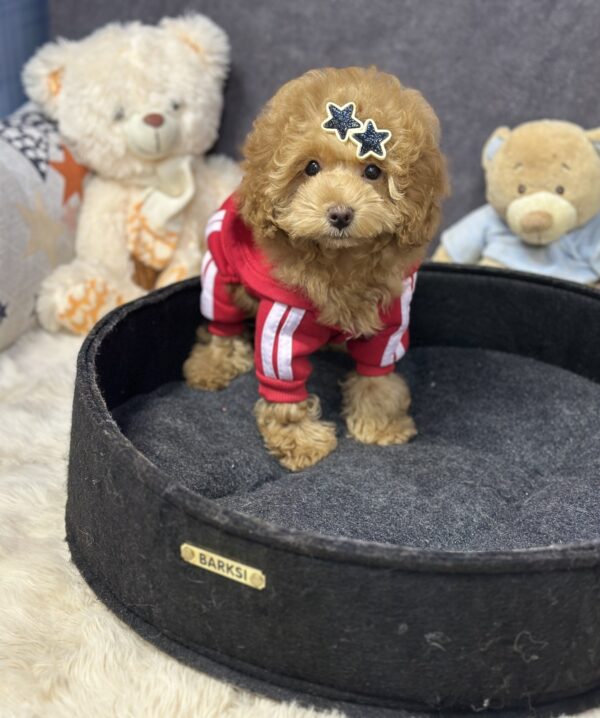 Iolissa Maltipoo Iolissa Maltipoo