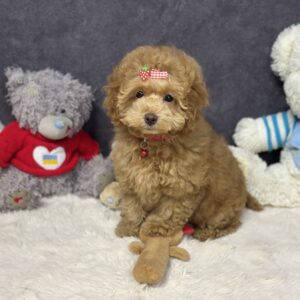Iolissa Maltipoo Iolissa Maltipoo