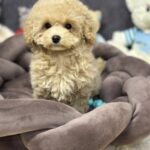 Irlotta-female-maltipoo-puppy-for-sale-1 (1)