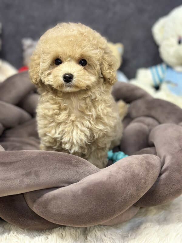Irlotta Maltipoo Irlotta Maltipoo