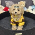 Irlotta-female-maltipoo-puppy-for-sale-1 (3)
