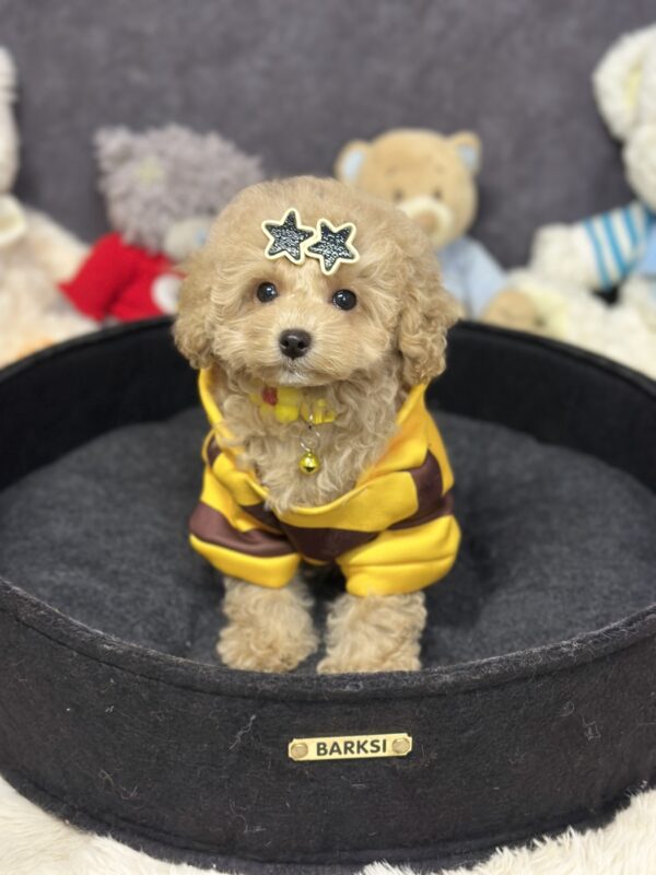 Irlotta Maltipoo Irlotta Maltipoo