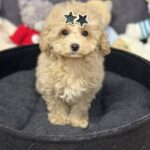 Irlotta-female-maltipoo-puppy-for-sale-1 (4)