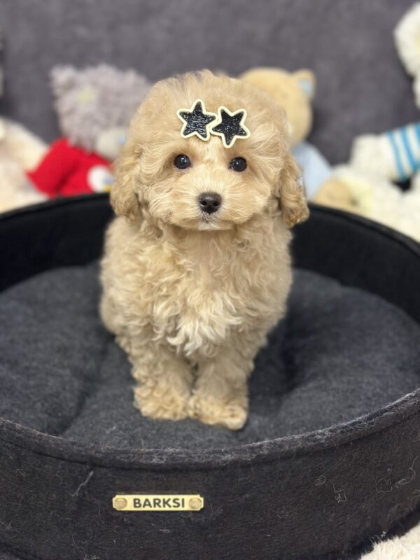 Irlotta Maltipoo Irlotta Maltipoo